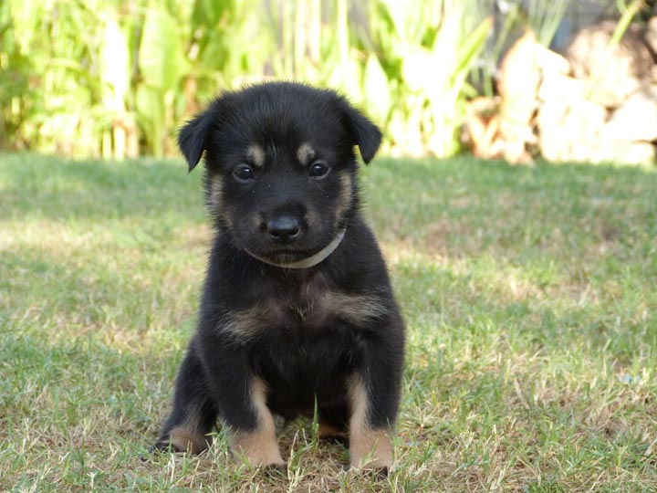 chinook dog
